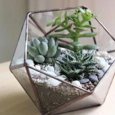 Мастер-класс Флорариум