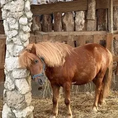 Путешествие подмосковья и Экскурсия по киргизской карте на ферме