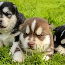 Посещение питомника ездовых собак