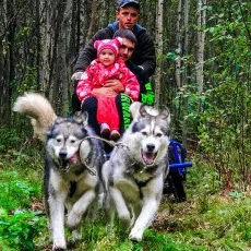 Знакомство с хаски Летний сезон