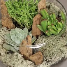 Мастер-класс ФЛОРАРИУМ