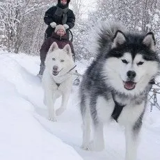 Знакомство с хаски Зимний сезон