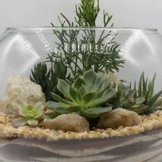 Мастер-класс создание флорариума