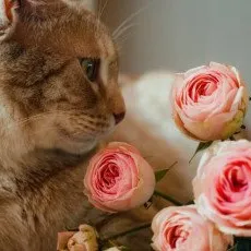 Посещение Котокафе