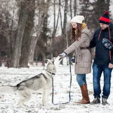 Прогулка с хаски