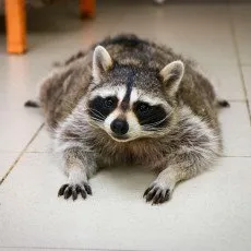 Планета енотов