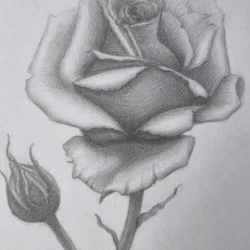 Онлайн курс Основы рисунка