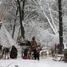 Экскурсия Северные олени и ездовые собаки