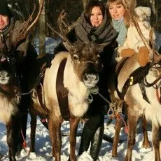Прогулка в оленьей упряжке