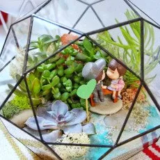 Мастер-класс для двоих Домашняя оранжерея