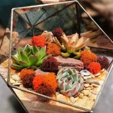 Мастер класс Флорариум с суккулентами
