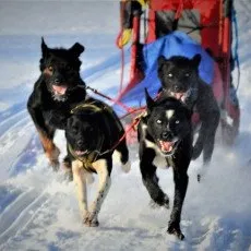 Катание на собачьих упряжках