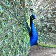 Экскурсия по Экзотик ферме