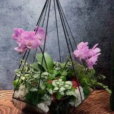 Мастер класс Флорариум с орхидеей