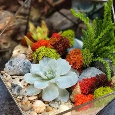 Мастер класс Флорариум с суккулентами