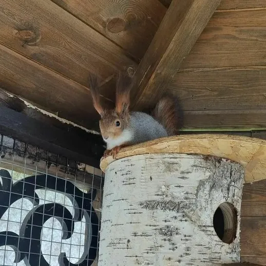 Белка сидит на деревянной платформе в вольере среди деревянных конструкций в ясный солнечный день
