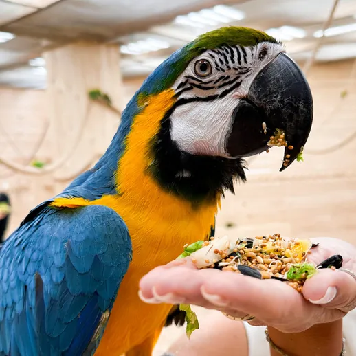 Попугай ара ест семена из ладони человека в экзотическом павильоне в зоопарке