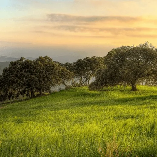 Зелёное поле с деревьями на фоне заката в живописном ландшафте