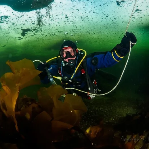 Дайвер в костюме исследует подводный мир подводного леса на глубине в холодном океане