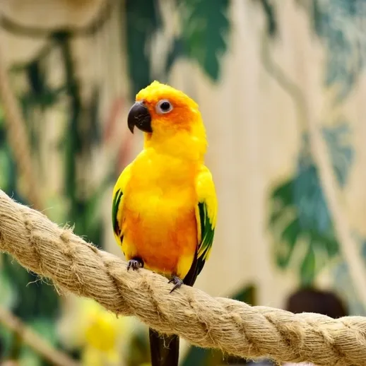 Яркая попугаи сундук в ботаническом саду среди тропических растений в солнечный день