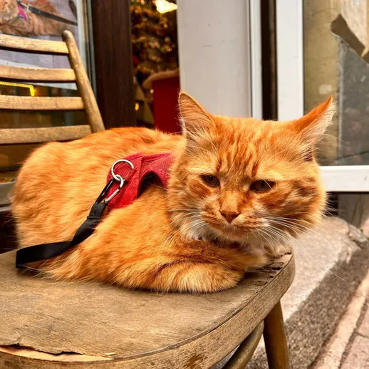 Рыжий кот на улице рядом с магазином, отдыхает на деревянном стуле в солнечный день