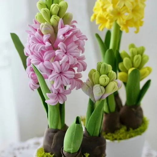 Яркие цветы гиацинта в горшках на подоконнике, украшенные зелеными листьями в солнечный день