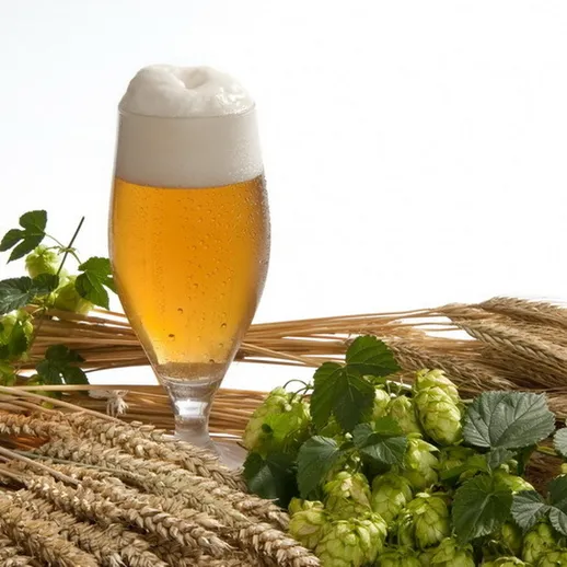 Пивной бокал с пеной, ячменем и хмелем на белом фоне в солнечном свете