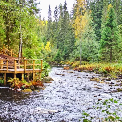 Природа у реки с деревянным настилом и зелеными деревьями летом