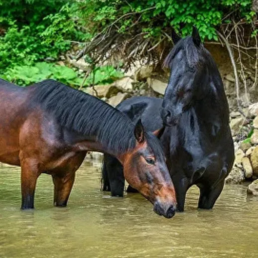 Конце лета в тихой речке отдыхают две лошади, одна коричневая, другая черная, на фоне зеленых деревьев