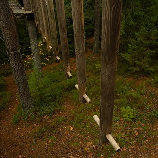 Деревянные столбы в лесу, соединяющие платформы для наблюдения за природой в конце осени