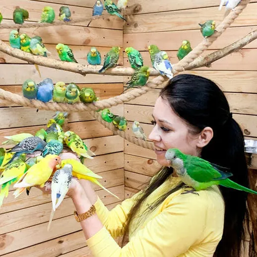 Женщина ухаживает за попугаями в уютном питомнике, окруженном деревянными стенами и веревками