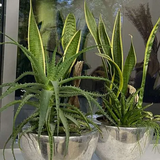 Группировка зеленых растений в современных горшках на подоконнике в солнечном помещении