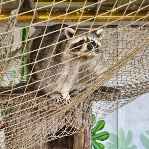 Енот на дереве в зоологическом саду, исследует окружающую среду в солнечный день