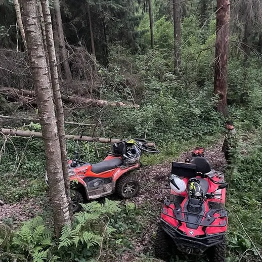 Внедорожные квадроциклы на лесной тропе в густом лесу среди зелени и деревьев