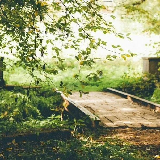 Мостик в зелёном лесу, окружённый зеленью и источником света в солнечную погоду