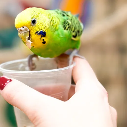 Попугайчик на чашке с водой в руках человека в зоомагазине