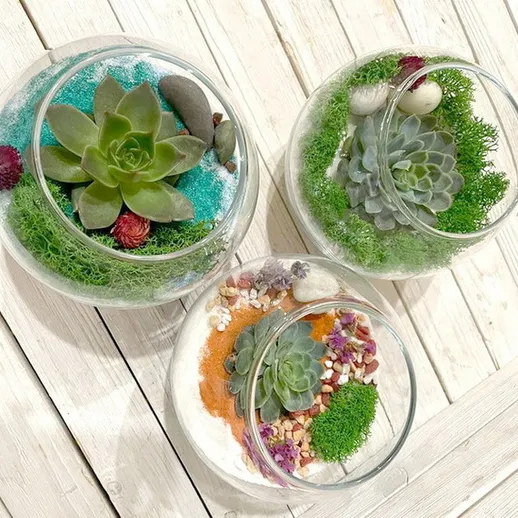 Сочные суккуленты в декоративных террариумах на деревянном столе, украшенные разноцветным песком и мхом