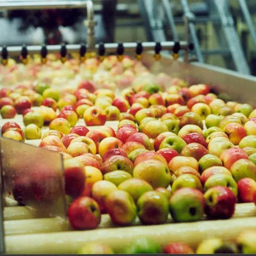 Процесс сортировки яблок на фруктовом складе в осенний период
