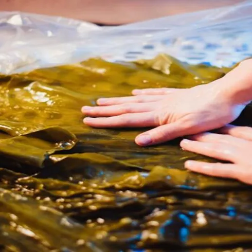 Подготовка морских водорослей к дальнейшей обработке на кухне в домашних условиях