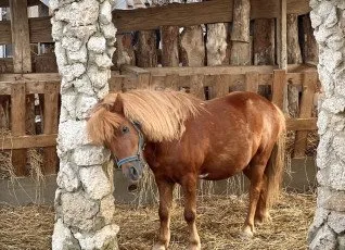 Путешествие подмосковья и Экскурсия по киргизской карте на ферме