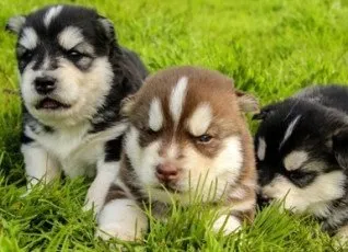 Посещение питомника ездовых собак