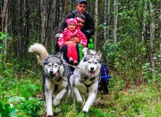 Знакомство с хаски Летний сезон