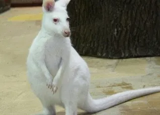 Контактный зоопарк Белый кенгуру