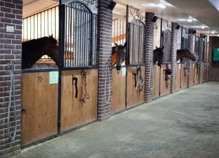 Экскурсия по конюшне