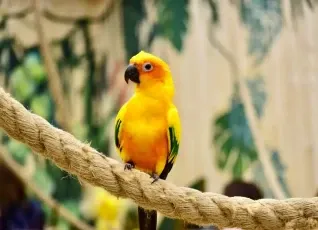 Галерея птиц Попугайня 