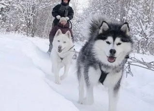 Знакомство с хаски Зимний сезон