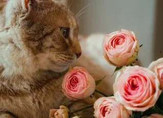 Посещение Котокафе