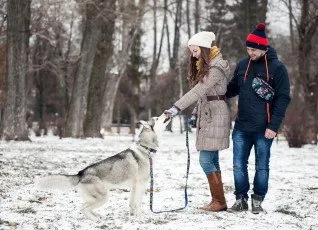 Прогулка с хаски