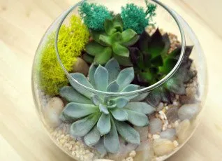 Мастер-класс по созданию флорариума 