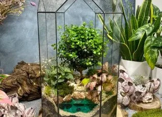 Мастер-класс Бонсариум